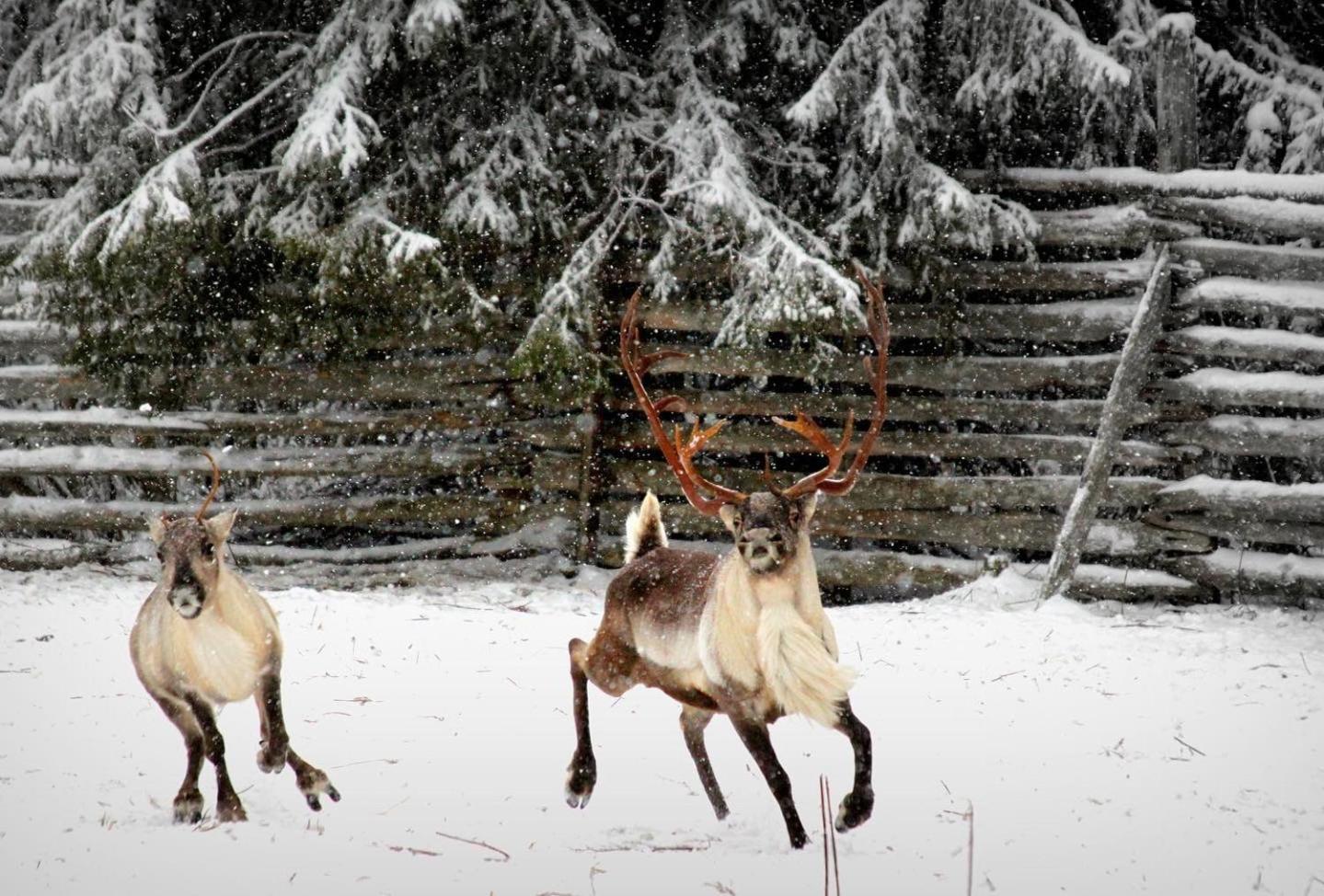 Balder Luxury Lodge Levi Dış mekan fotoğraf